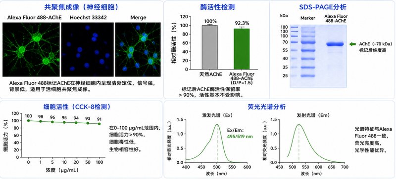 生物荧光探针小分子定制合成｜荧光母核修饰与靶向基团高效偶联工艺优化