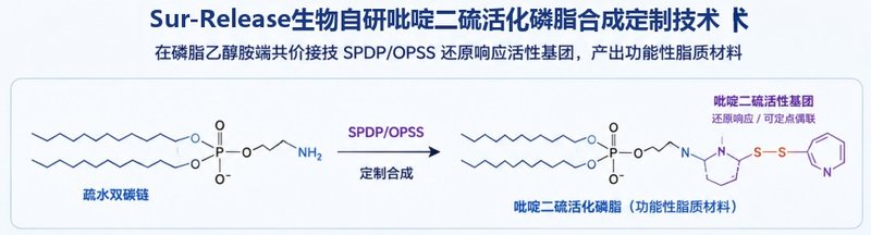 DSPE/DOPE磷脂-SPDP 活化脂质定制合成技术|Sur-Release生物技术服务