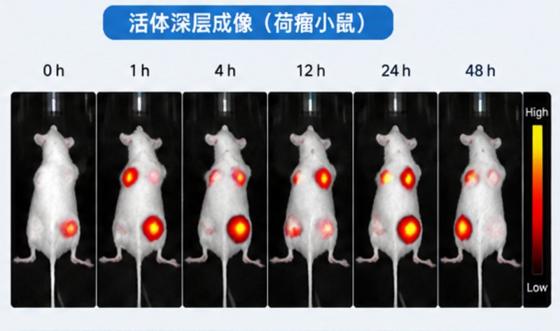 罗丹明荧光偶联药物定制,细胞成像示踪专用标记修饰