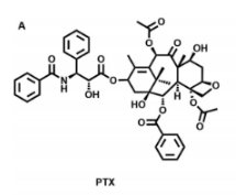 紫杉醇(PTX)系列功能化前药定制合成|模块化酯化修饰多品类研发服务