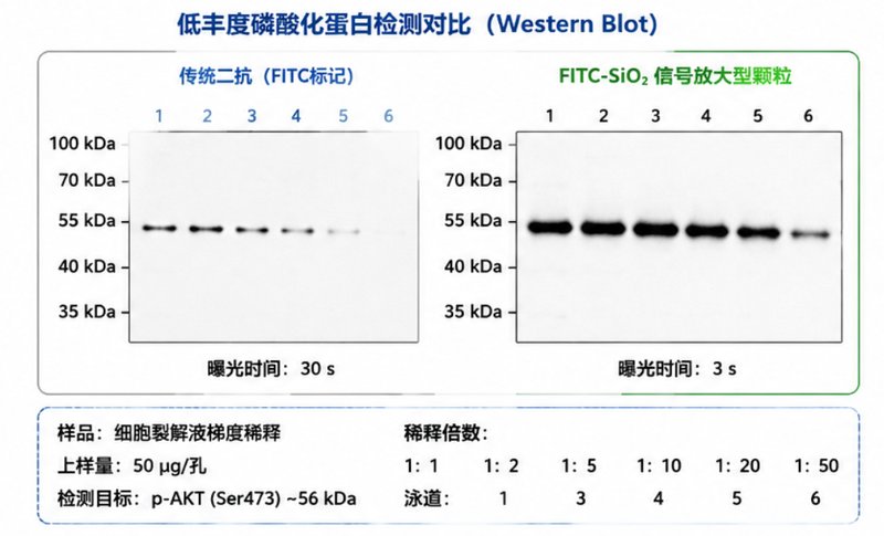 FITC荧光标记SiO₂纳米颗粒定制|破解纳米材料“看不见”的研究难题
