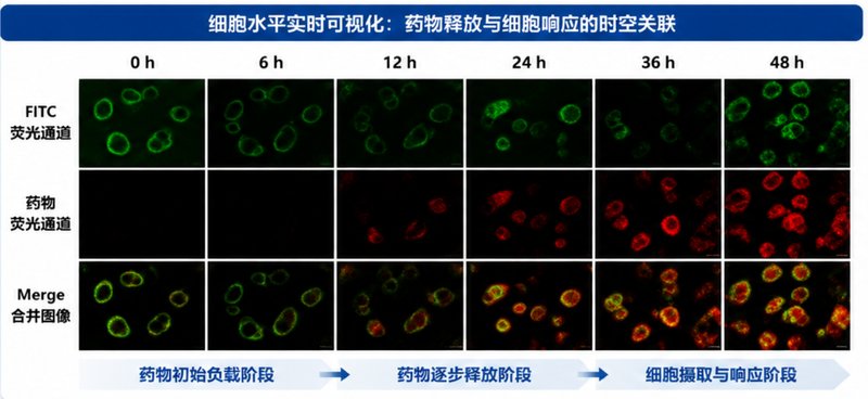 FITC荧光标记SiO₂纳米颗粒定制|破解纳米材料“看不见”的研究难题