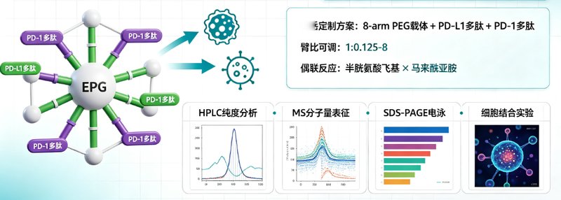 4-arm/8-armPEG修饰多肽偶联定制，满足肿瘤靶向与精准递送研究需求