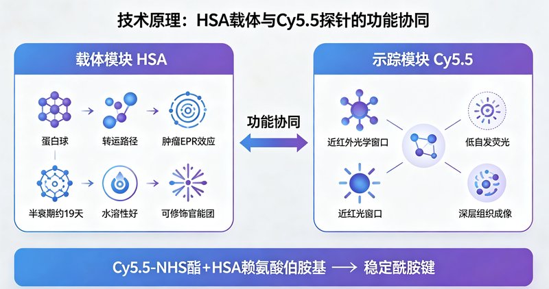 人血清白蛋白HSA的荧光标记定制(Cy5.5)|药物递送示踪与生物成像应用