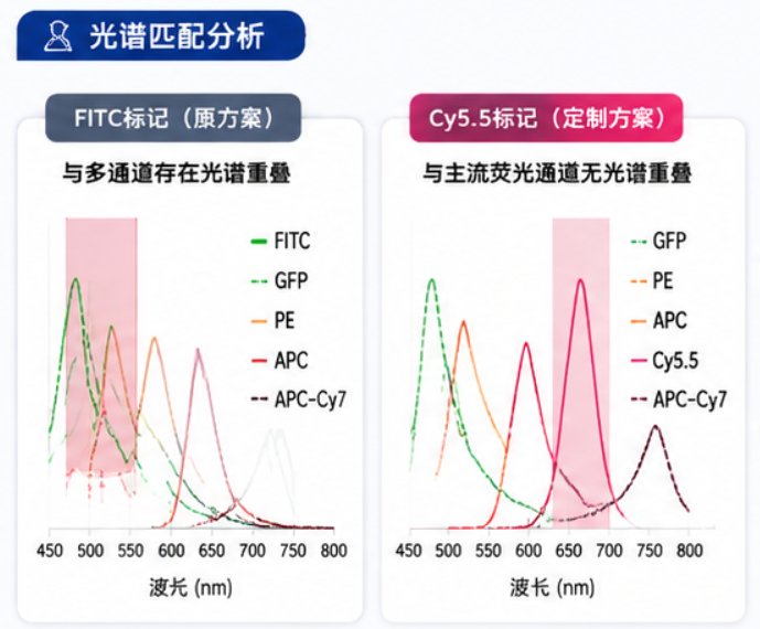 人血清白蛋白HSA的荧光标记定制(Cy5.5)|药物递送示踪与生物成像应用
