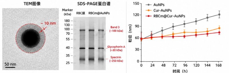 小分子药物负载纳米金｜科研定制解决方案