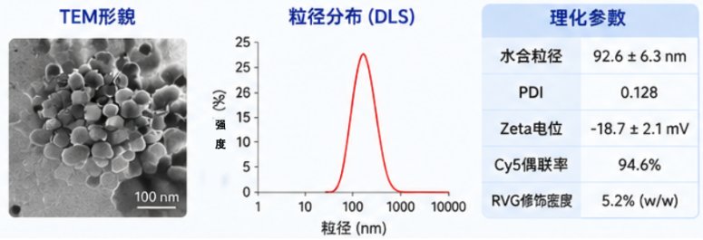 RVG肽功能化白蛋白纳米粒定制|脑部精准递送与成像应用开发