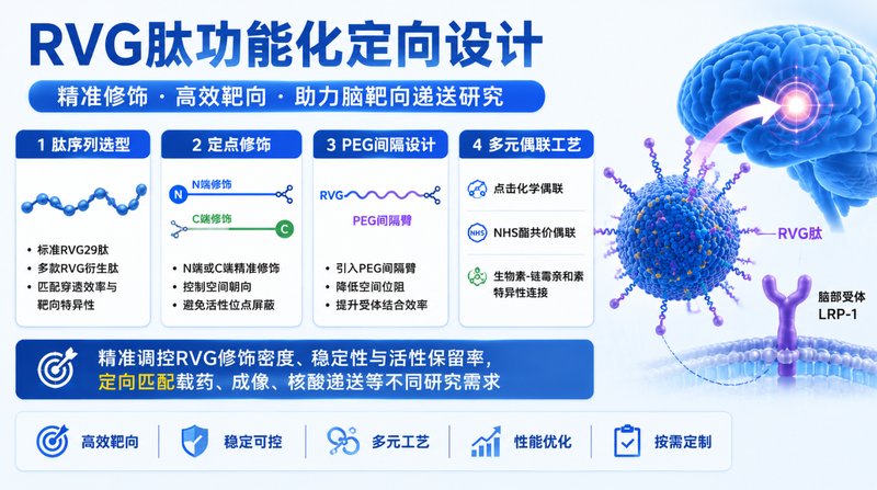 RVG肽功能化白蛋白纳米粒定制|脑部精准递送与成像应用开发