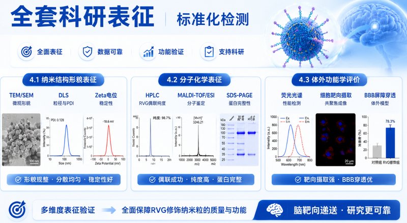 RVG肽功能化白蛋白纳米粒定制|脑部精准递送与成像应用开发