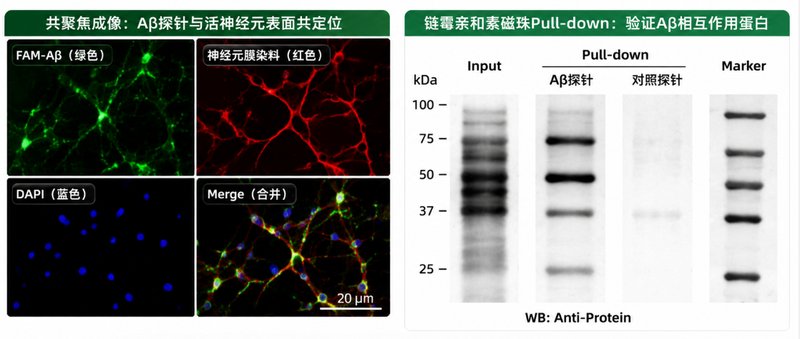FAM标记多肽定制合成服务：羧基荧光素修饰与荧光示踪应用