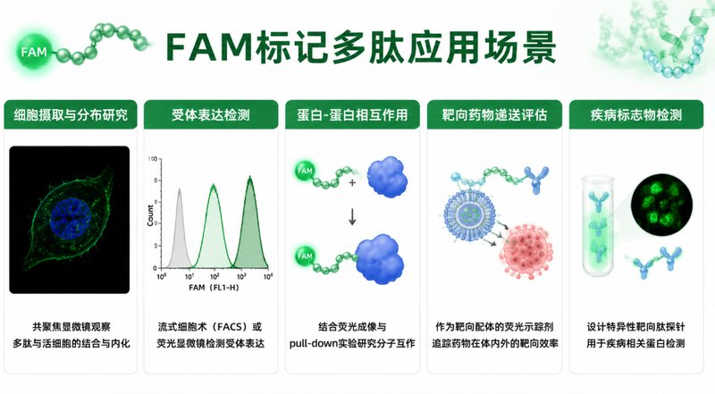 FAM标记多肽定制合成服务：羧基荧光素修饰与荧光示踪应用