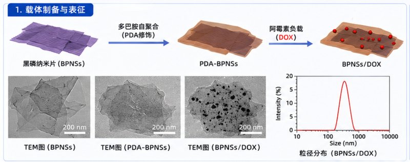 BP@PDA（聚多巴胺包覆黑磷）核壳纳米材料定制 Sur-Release生物技术服务