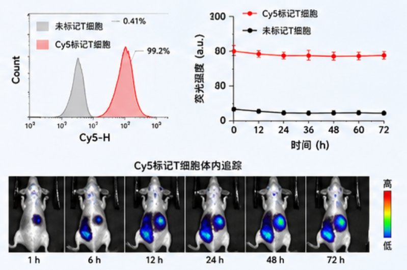 马来酰亚胺PEG磷脂偶联定制|分子量/磷脂骨架按需定制