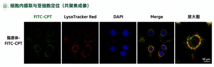 小分子靶向药的荧光标记定制服务:助力药物研究精准可视化
