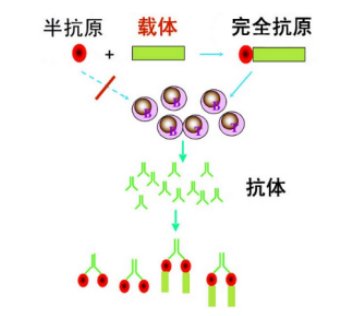 几百种半抗原药物偶联载体蛋白(卵清蛋白OVA、牛血清蛋白BSA、人血清白蛋白HSA)定制合成