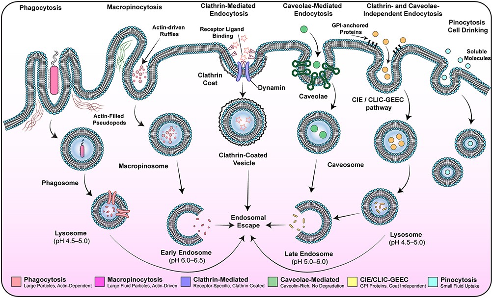 Albumin