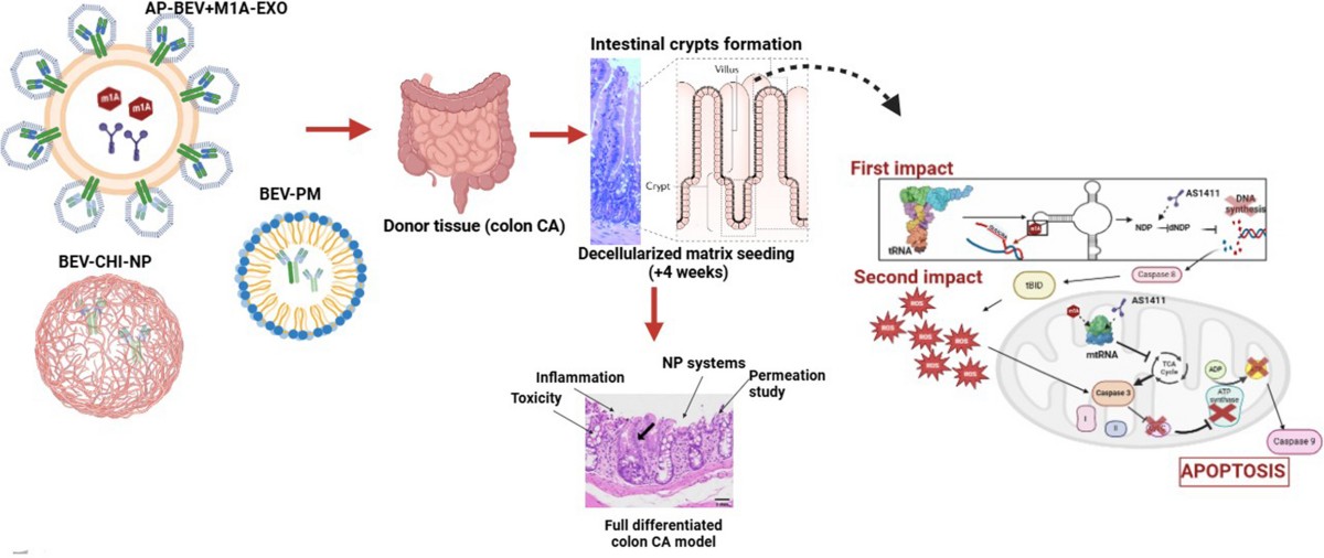Caspase-3