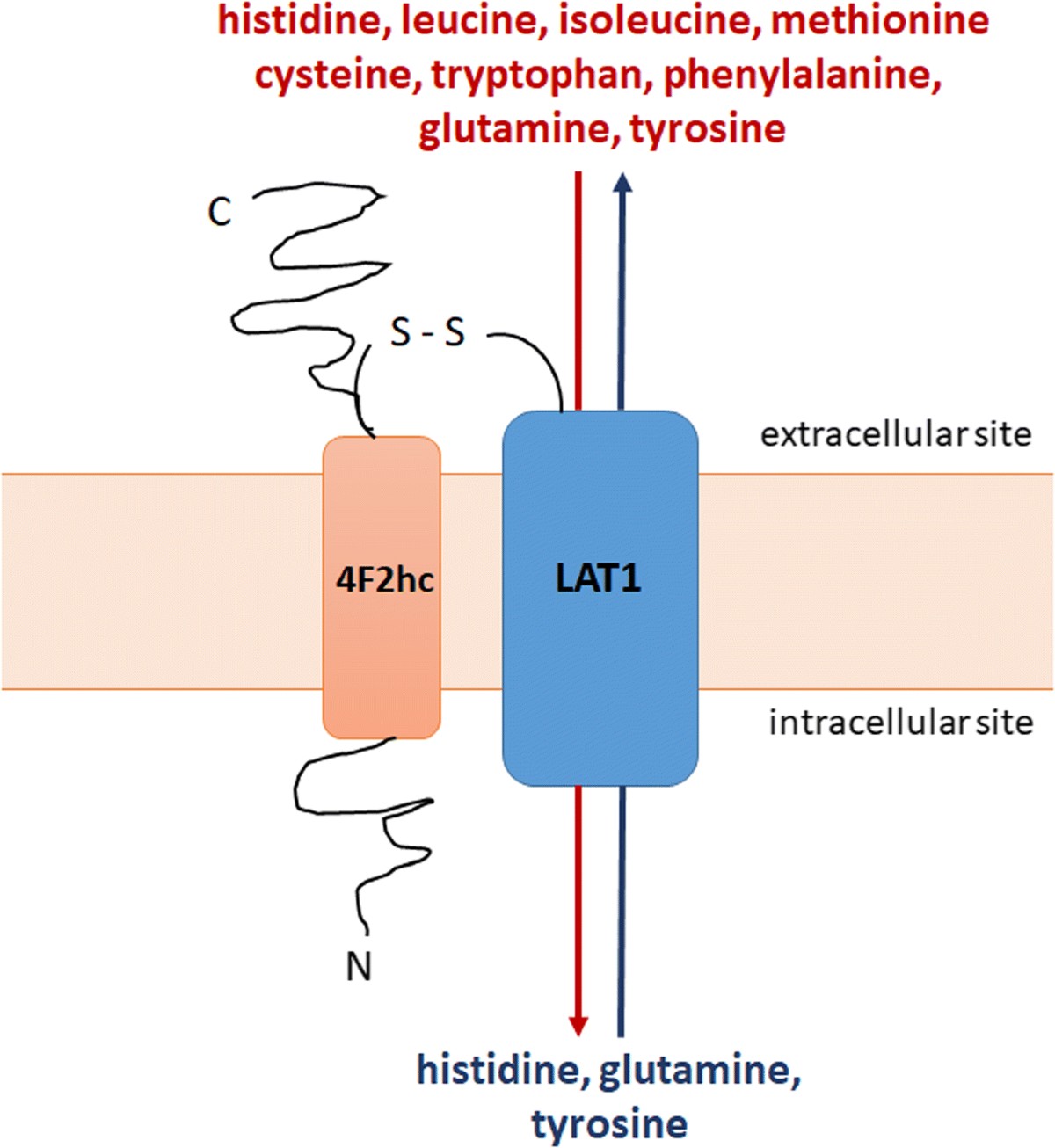 LAT1