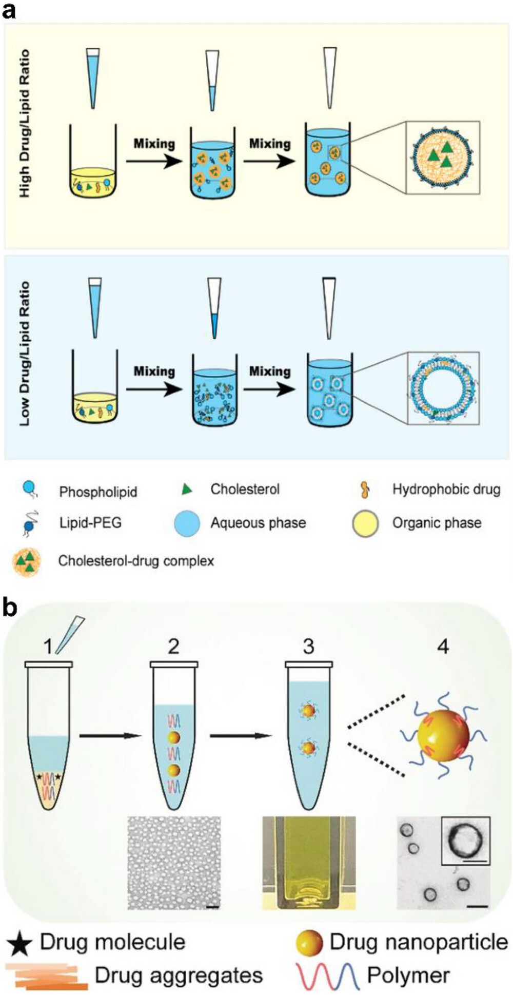 CD86