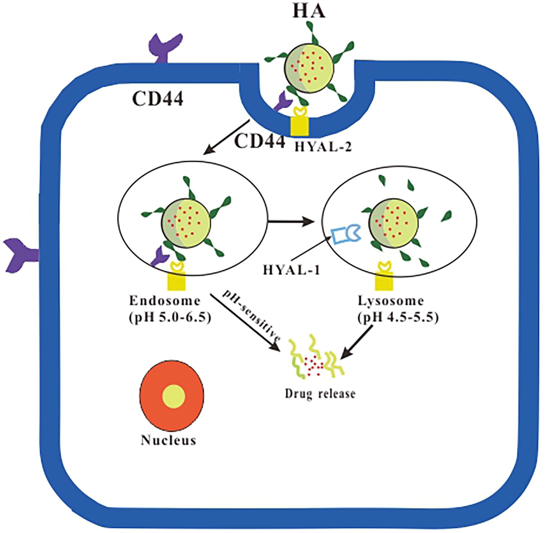 CD44