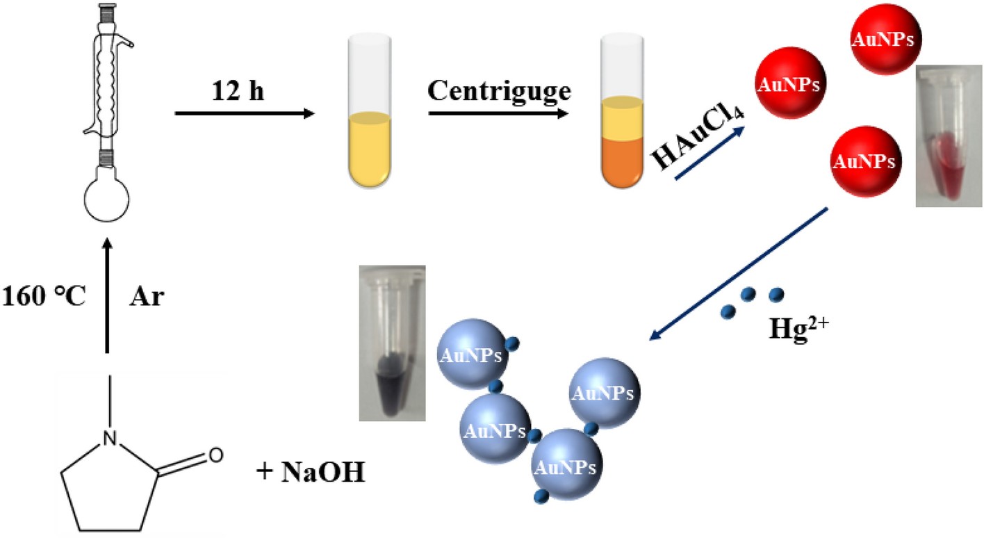 CD146/MCAM