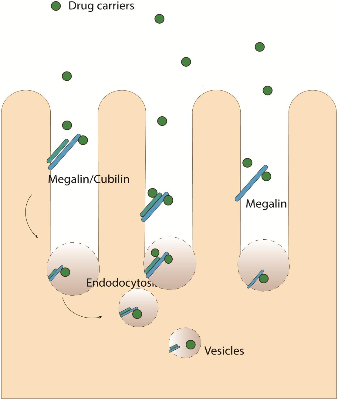 Megalin/LRP2