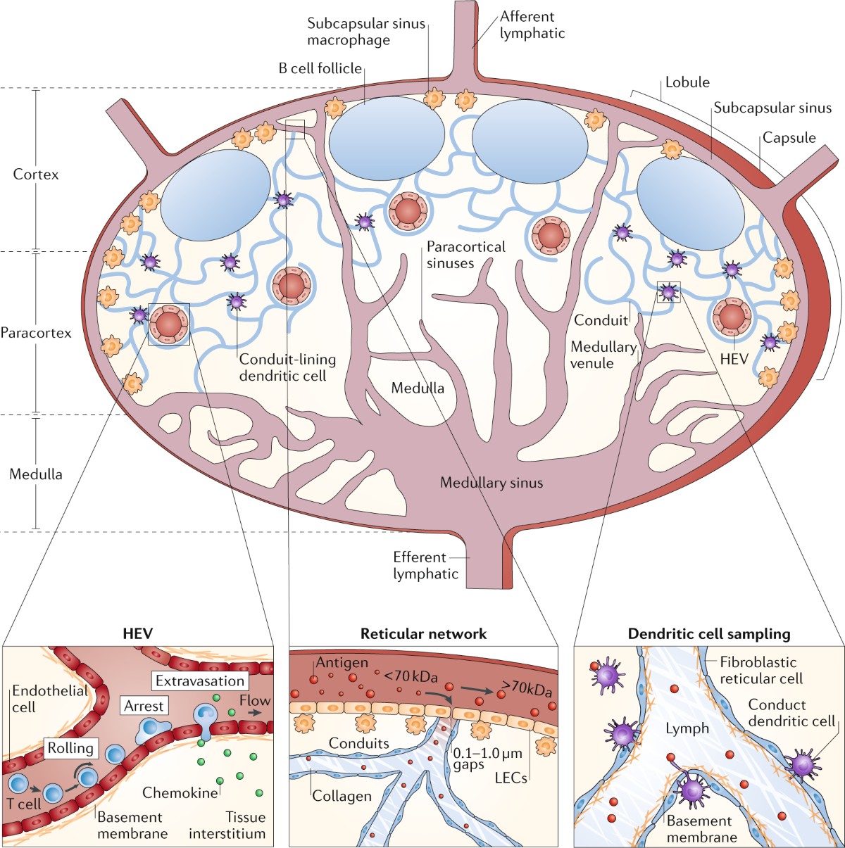 CD40