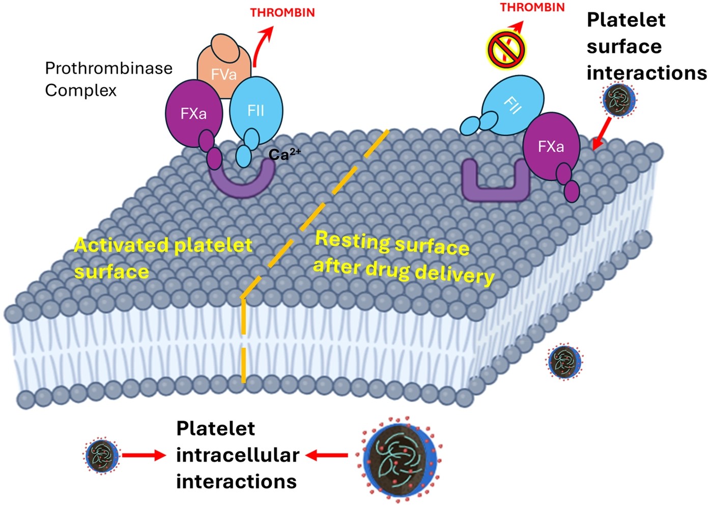 Thrombin/F2